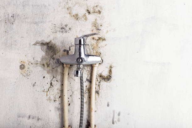 Best Home Mold Removal  in Odessa, MO