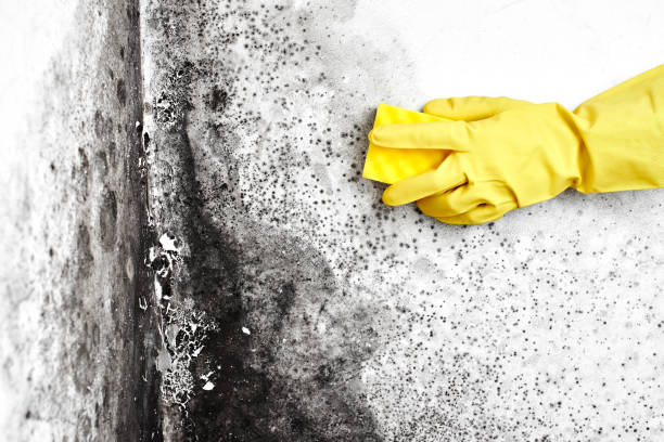 Best Mold Removal and Inspection  in Odessa, MO