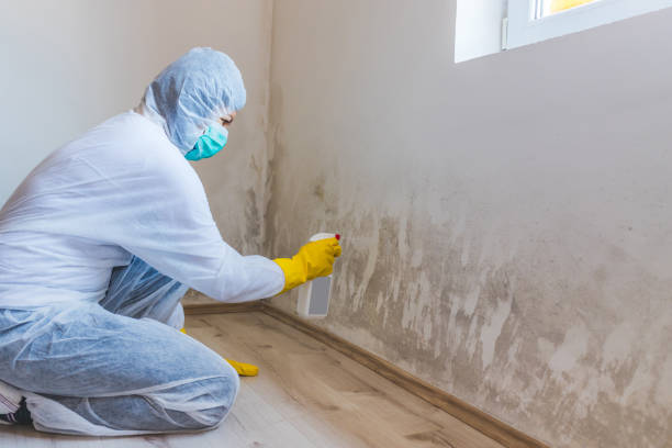 Professional Mold Removal in Odessa, MO
