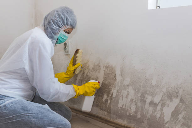 Best Attic Mold Removal  in Odessa, MO