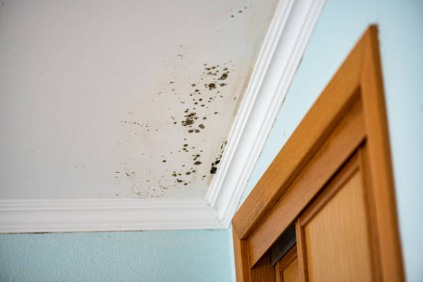 Best Mold Removal Near Me  in Odessa, MO