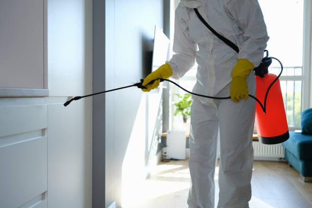 Best Attic Mold Removal  in Odessa, MO