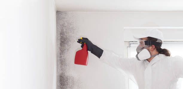 Mold Removal and Inspection in Odessa, MO