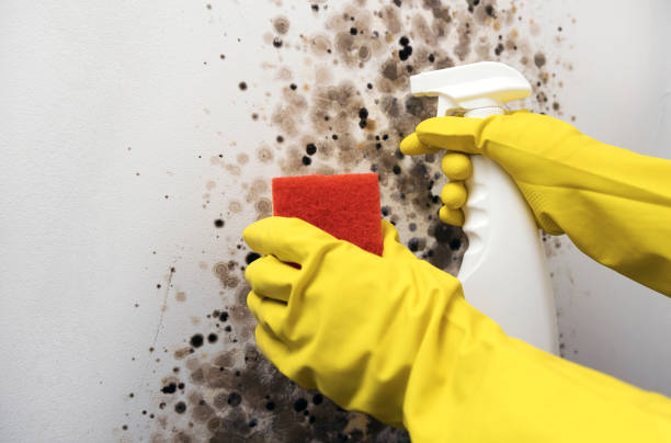 Best Mold Cleaning Services  in Odessa, MO