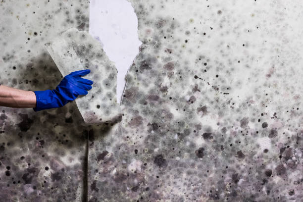 Best Residential Mold Removal  in Odessa, MO