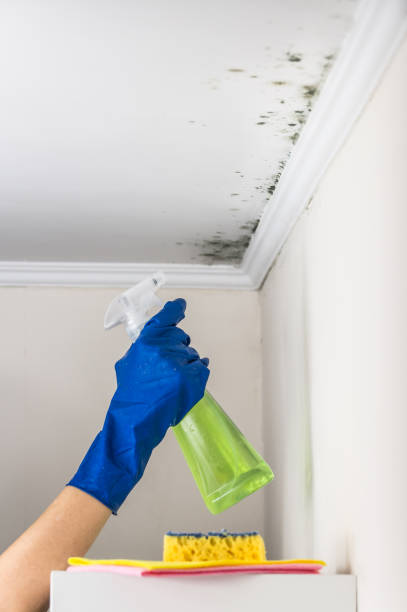 Best Mold Removal Process  in Odessa, MO